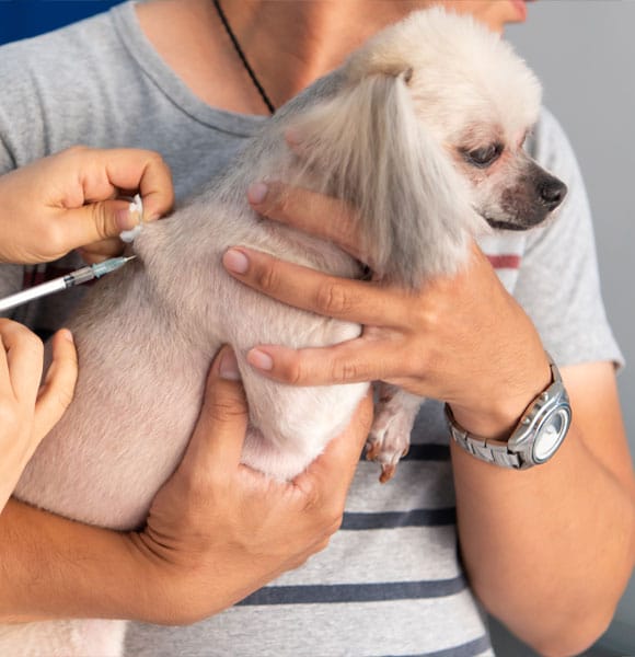 A small white dog is held by a person while a veterinarian administers an injection into the dog's back. The dog looks calm and the person wears a gray shirt and a watch.
