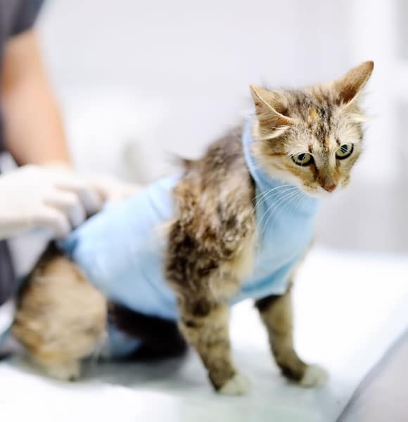 A wet cat wearing a blue vest sits on an exam table while a person with gloved hands tends to it, likely in a veterinary clinic. The cat appears alert and slightly anxious.