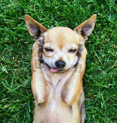 veterinarian in Lake forest CA vet near me pet hospital vet clinic animal hospital veterinary