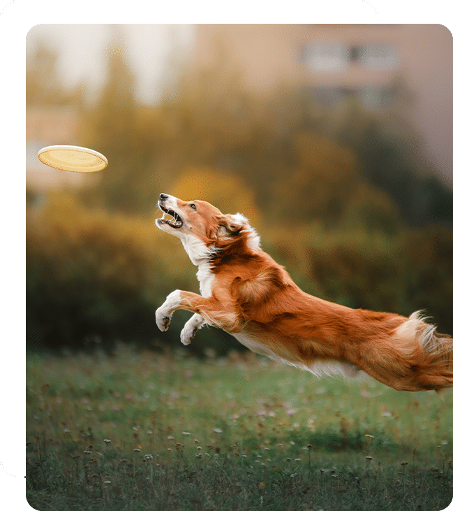 vet veterinarian near Woodbury Irvine, CA veterinary near me pet hospital vet clinic animal hospital