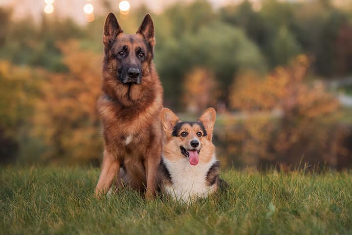 Pancreatitis in Dogs what causes pancreatitis in dogs how to treat symptoms