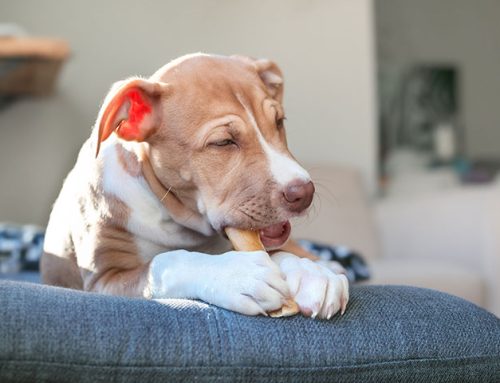 What Foods Can Cause Pancreatitis in Dogs?