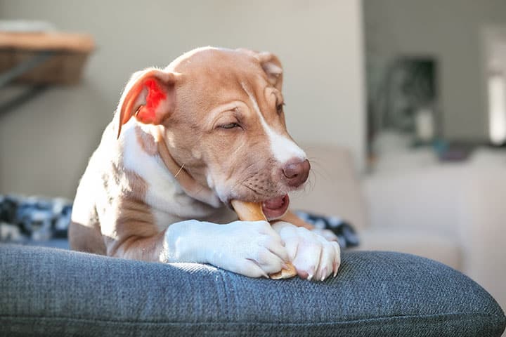 Pancreatitis in Dogs what causes pancreatitis in dogs how to treat symptoms