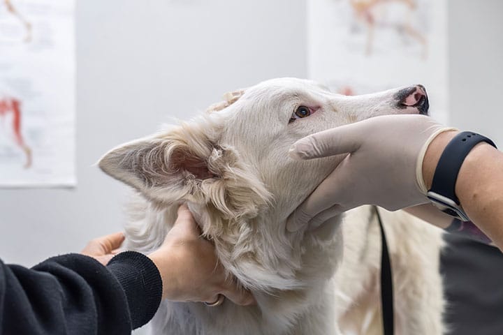 Pancreatitis in Dogs what causes pancreatitis in dogs how to treat symptoms