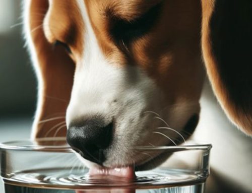 What are the Signs and Symptoms of Pancreatitis in Dogs