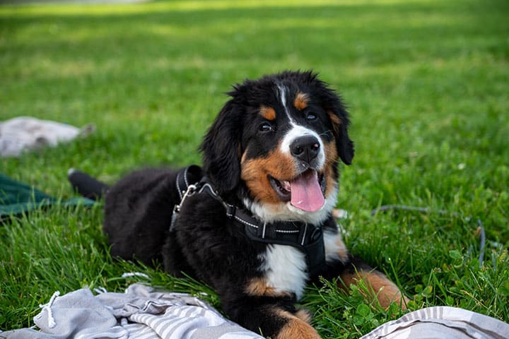 Pancreatitis in Dogs what causes pancreatitis in dogs how to treat symptoms