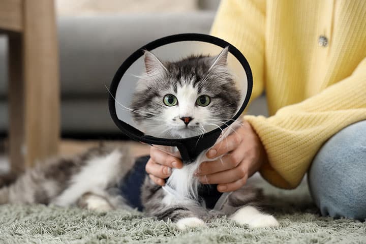 A gray and white cat wearing a black protective cone collar lies on a green carpet. A person in a yellow sweater gently holds the cat, comforting it.