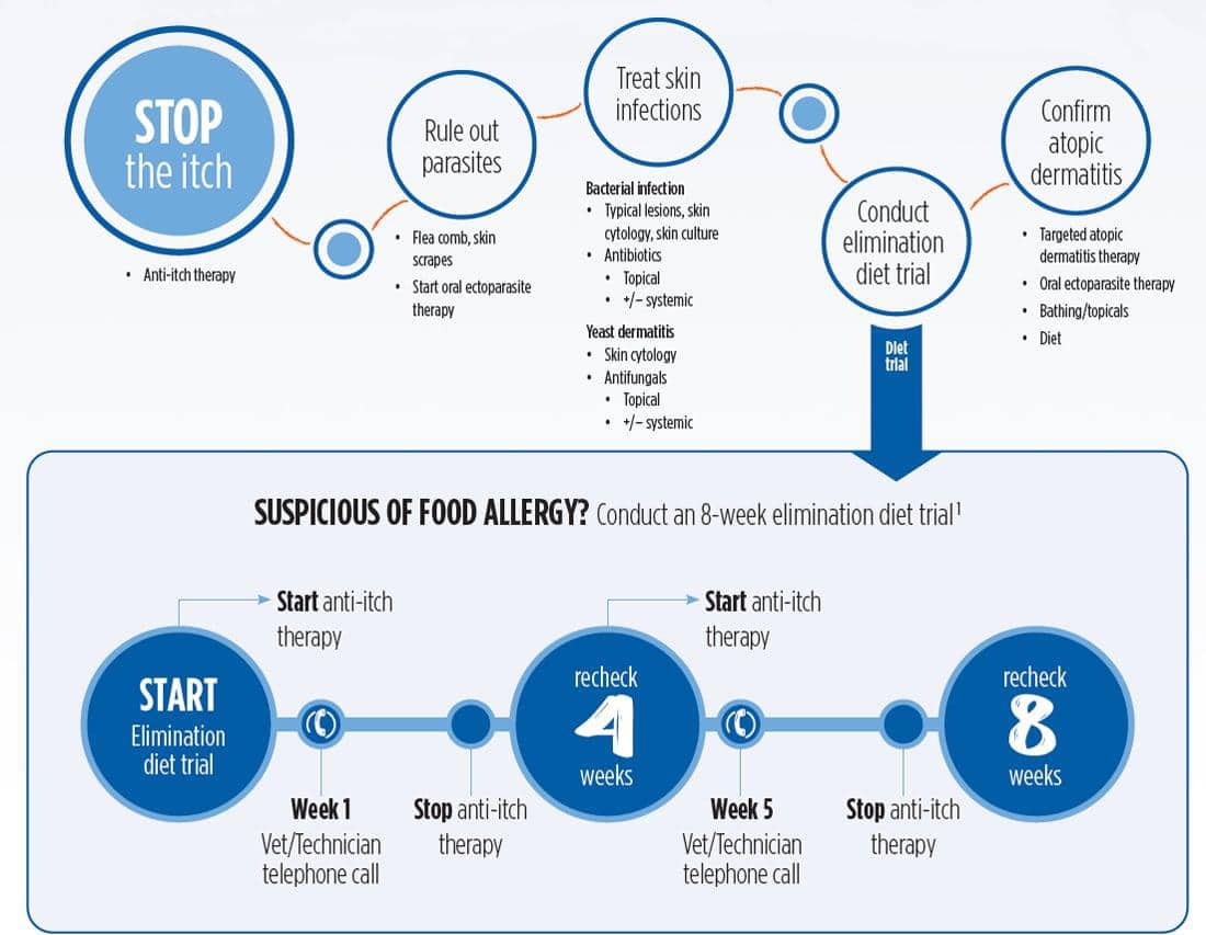Flowchart explaining steps to manage itching in pets, including ruling out parasites, infections, allergies, and starting an 8-week elimination diet trial with milestones at 4 and 8 weeks for rechecking progress.