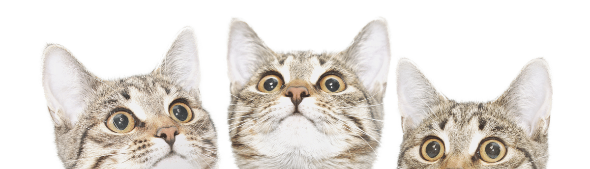 Three gray tabby cats with large, curious eyes are looking in different directions. Their expressions appear attentive and slightly surprised, as if they’ve just heard the vet call their names. Each cat's head is seen close-up against a plain white background.