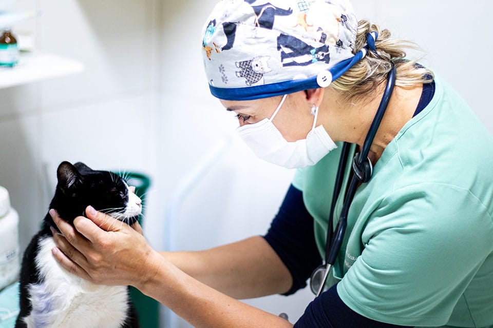 cat vet clinic