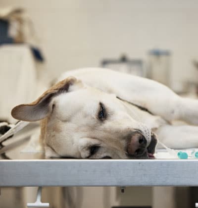 A yellow Labrador retriever lies on its side on a metal veterinary examination table, seemingly resting with its eyes open. In this clinical setting, equipment blurs in the background, capturing a moment perfect for a heartfelt blog about pet health journeys.