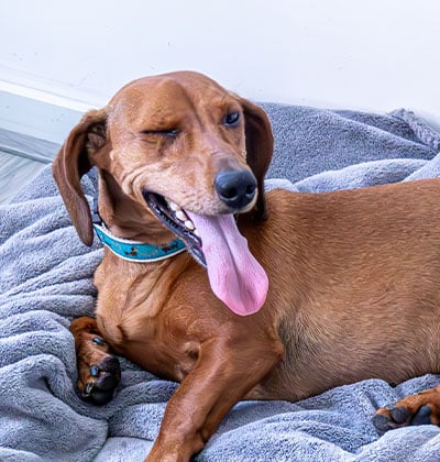 A brown dachshund with a blue collar is lying on a gray blanket, winking and showing its tongue. This adorable scene is perfect for any pet blog, capturing the dog's relaxed and happy vibe as it stretches out comfortably.