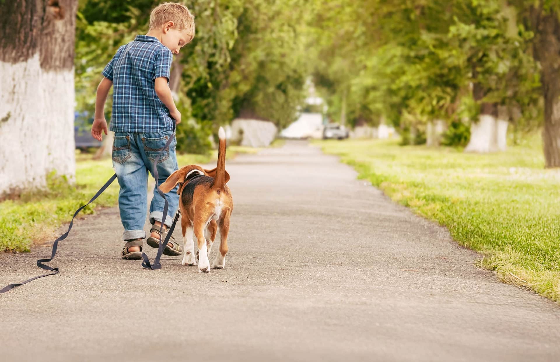 A young boy in a plaid shirt and jeans walks a beagle on a leash along a tree-lined sidewalk, viewed from behind on a sunny day.
