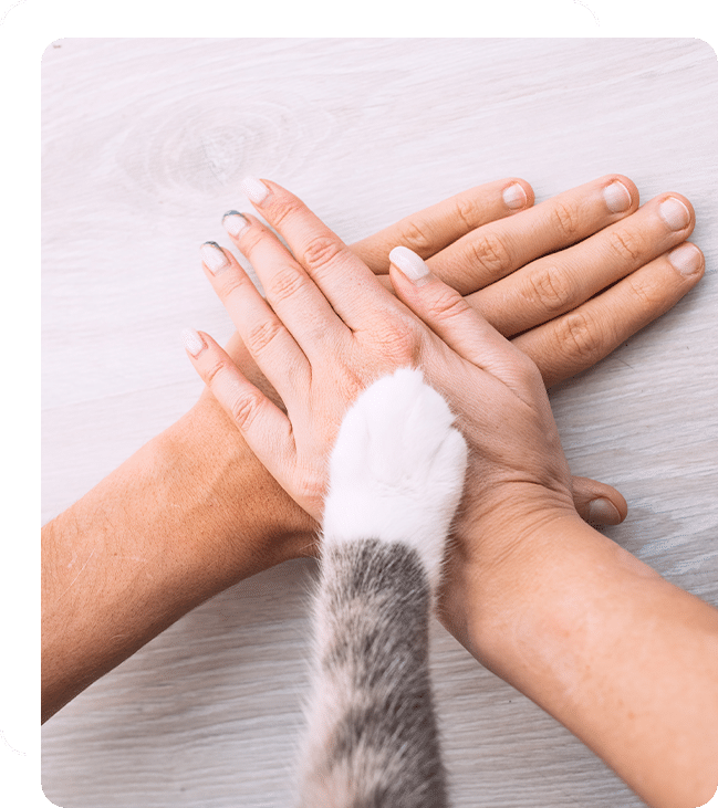 veterinarian in Lake Forest, CA animal hospital vet clinic pet hospital