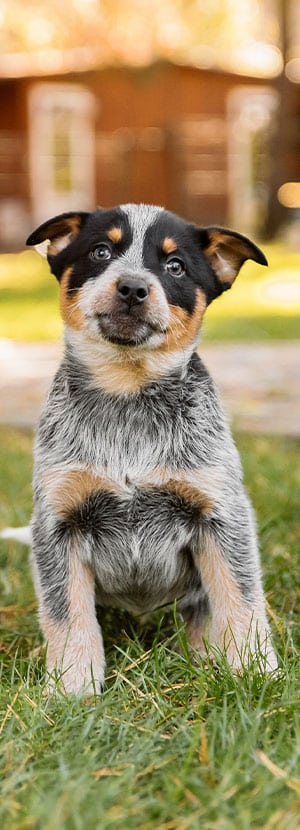 Affordable Vet Clinic in Laguna Hills, CA. low cost vet clinic low cost pet vet low cost vets affordable veterinarian
