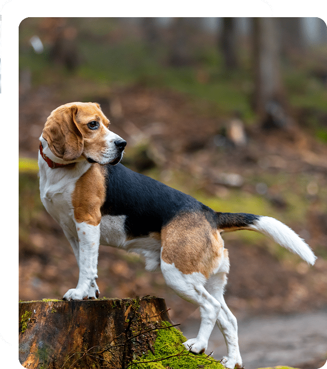 Affordable Vet Clinic in Laguna Hills, CA. low cost vet clinic low cost pet vet low cost vets affordable veterinarian