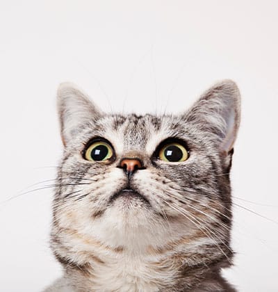 Affordable Vet Clinic in Laguna Hills, CA. low cost vet clinic low cost pet vet low cost vets affordable veterinarian