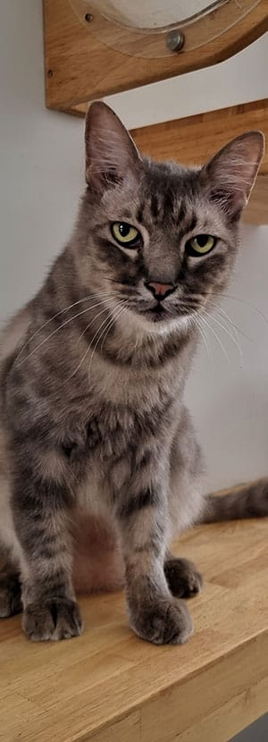 Affordable Vet Clinic in Laguna Hills, CA. low cost vet clinic low cost pet vet low cost vets affordable veterinarian
