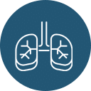 A simple white line drawing of human lungs and trachea on a dark blue background. The drawing, ideal for veterinarians, includes bronchial branches inside the lungs, illustrating the basic anatomy of the respiratory system.