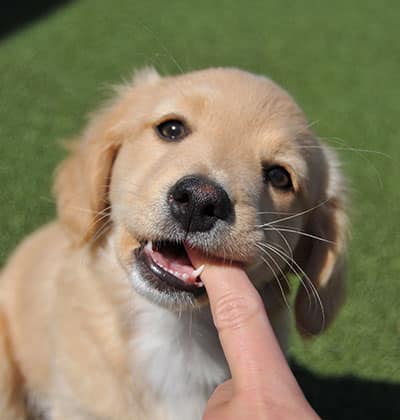 Affordable Vet Clinic in Mission Viejo, CA. low cost vet clinic low cost pet vet low cost vets affordable veterinarian