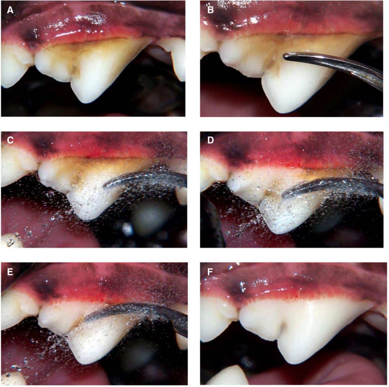 pet dental cleaning dog dental care pet dentist dentistry