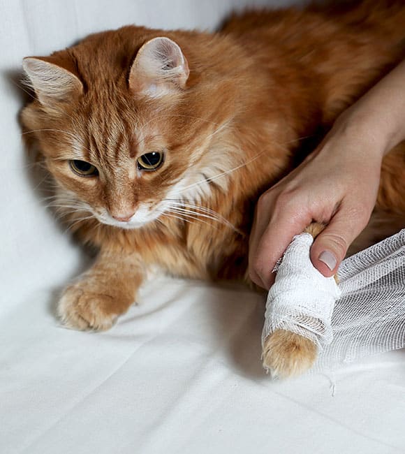 A ginger cat lies on a white surface while a person's hand gently holds and bandages the cat's injured paw at an affordable vet clinic.