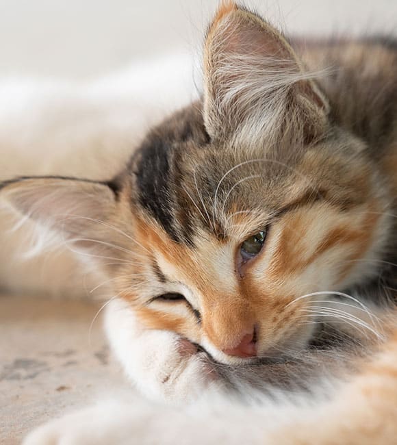 A close-up of a fluffy, brown, black, and orange tabby cat lying down and resting its head on its paw, looking relaxed and sleepy after a visit to an affordable vet clinic.