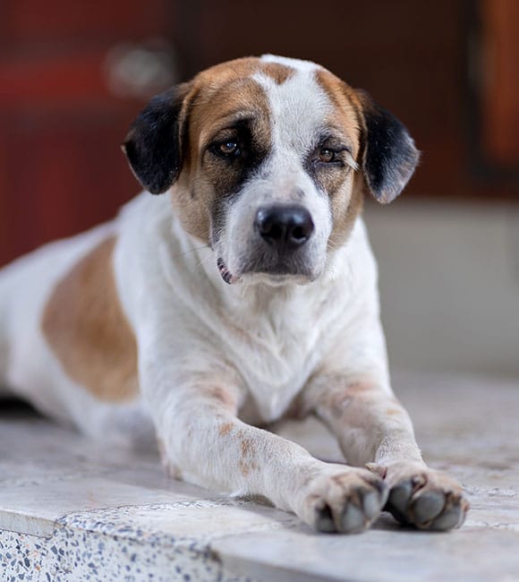 A brown and white dog with dark ears lies on a stone surface, looking calmly at the camera. Its front legs are stretched out in front. The background is softly blurred, making it look like an ad for an affordable vet clinic.