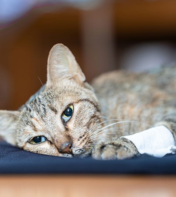 A tabby cat lies down with a bandaged front paw, appearing tired or unwell, resting its head on a dark surface—perhaps after visiting an affordable vet clinic—with a soft, blurred background.