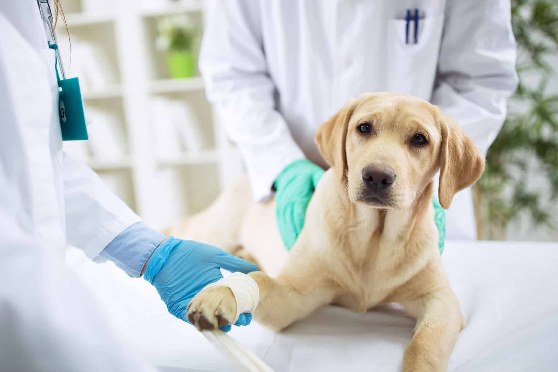 A veterinarian wearing gloves bandages the front paw of a yellow Labrador Retriever lying on an exam table, while another person in a lab coat gently holds the dog. The setting is a bright veterinary clinic.