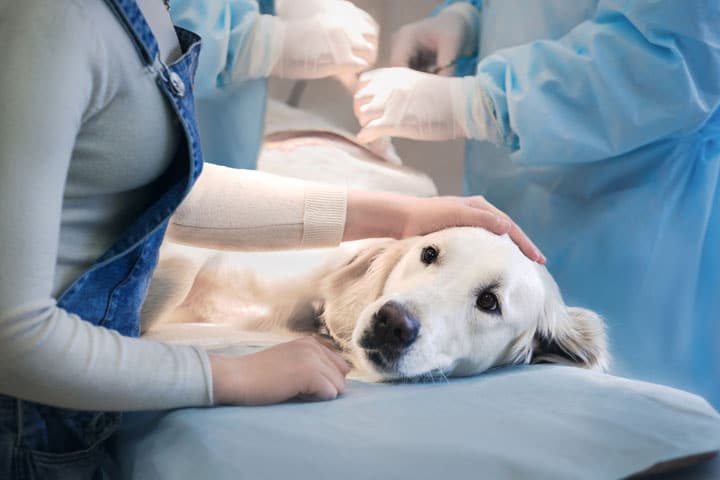A Golden Retriever lies on a veterinary table, looking calm. A person comforts the dog by gently petting its head. Two veterinarians in blue scrubs and gloves attend to the animal in the background.