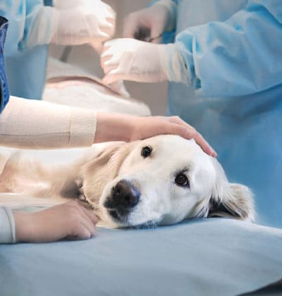A dog lies on a medical table, looking towards the camera, as if posing for a blog post. A person gently holds its head while two veterinarians in blue scrubs and gloves perform a procedure in the background. The scene is calm and caring.