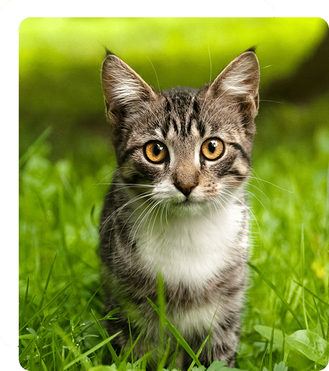 Affordable Vet Clinic in Irvine, CA. low cost vet clinic low cost pet vet low cost vets affordable veterinarian