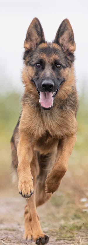 vet veterinarian near Woodbury Irvine, CA veterinary near me pet hospital vet clinic animal hospital