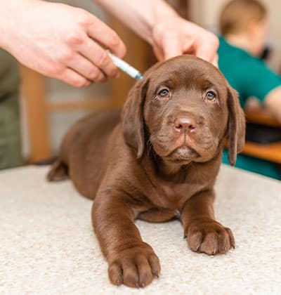 vet veterinarian near Woodbury Irvine, CA veterinary near me pet hospital vet clinic animal hospital