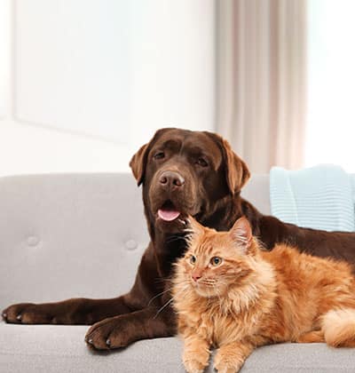 vet veterinarian near Woodbury Irvine, CA veterinary near me pet hospital vet clinic animal hospital