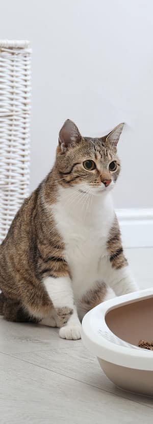 a cat sitting on the floor