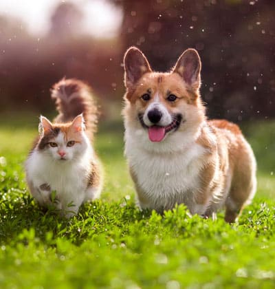 veterinarian near Great Park Irvine, CA veterinary near me pet hospital vet clinic animal hospital