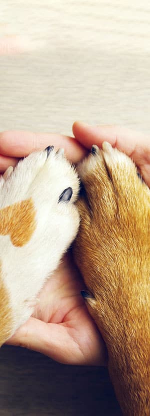 veterinarian near Great Park Irvine, CA veterinary near me pet hospital vet clinic animal hospital
