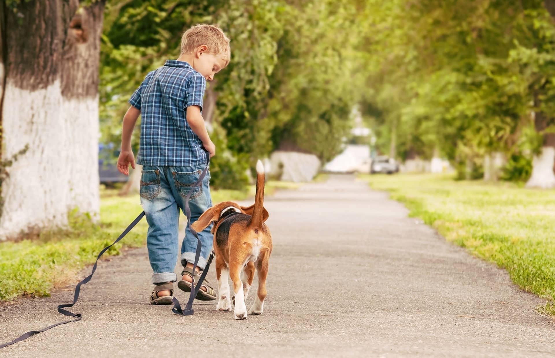 veterinarian in Lake Forest, CA animal hospital vet clinic pet hospital