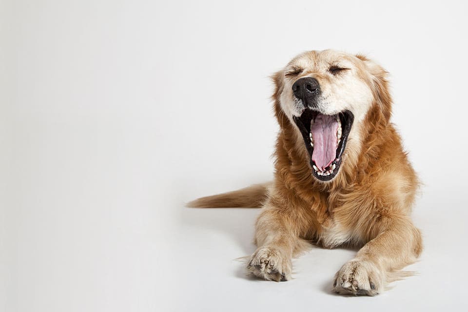 pet dental pet dentistry pet dental services pet dental cleaning dog and cat tooth extraction