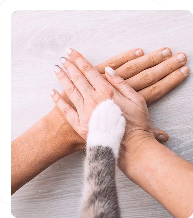 veterinarian in Lake Forest, CA animal hospital vet clinic pet hospital