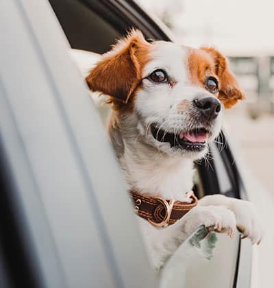 health certificate for pet travel pet health certificate for international travel pet health certificate for domestic travel