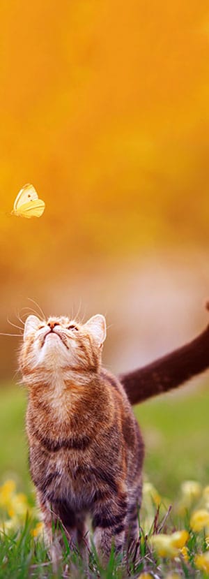 Pet microchipping pet microchipping services pet microchip services dog microchipping