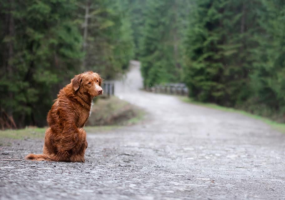 Pet microchipping pet microchipping services pet microchip services dog microchipping