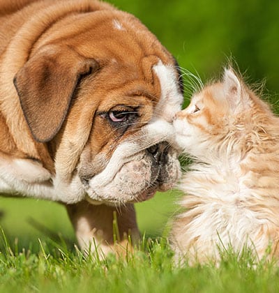 Pet microchipping pet microchipping services pet microchip services dog microchipping