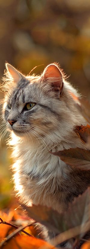 Pet microchipping pet microchipping services pet microchip services dog microchipping