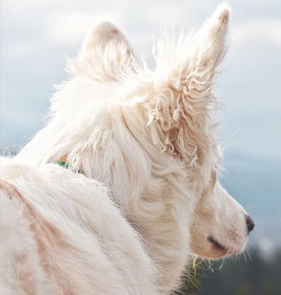 Pet microchipping pet microchipping services pet microchip services dog microchipping