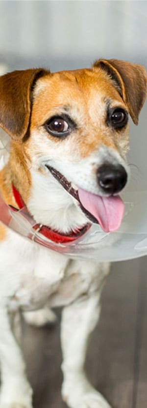 pet pharmacy pet medication pet prescription dog pharmacy cat pharmacy