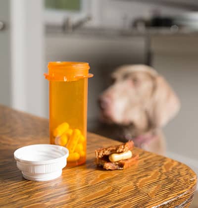 pet pharmacy pet medication pet prescription dog pharmacy cat pharmacy